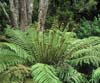 Dicksonia fibrosa. 'Wheki Ponga'