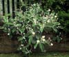 Pachystegia insignis - Marlborough rock daisy.