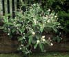 Pachystegia insignis - Marlborough rock daisy.