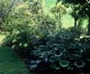 View from garden across the Te Henui Valley. Myosotis hortensia - Chatham Is. Forget me not, in foreground