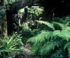 Interior of the fern house - 'whare.'   The fern Asplenium bulbiferum in foreground.