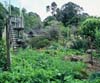 A working vegetable garden.