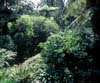 A coastal swamp forrest backdrop.