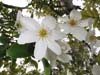 Clematis paniculata, NZ clematis, flowering September.