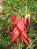 Clianthis puniceus, 'Kaka beak'.