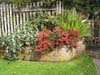  Red Rata flowering at front entrance, August.