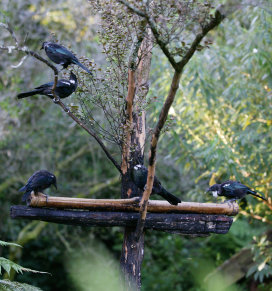 Five Tui feeding