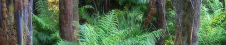 Fern Garden