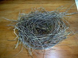 Tui nest