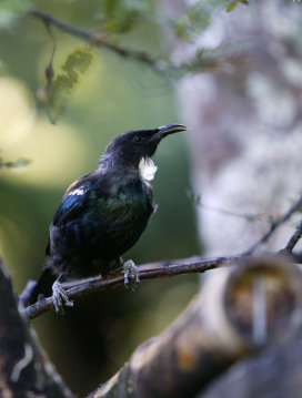 Tui feeding