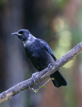 Young Tui