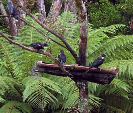 Tui Feeding