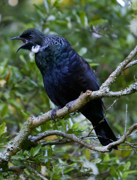 Poppa Tui singing