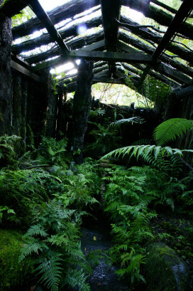 Inside the Fernery
